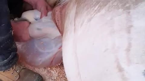 Horse Giving birth