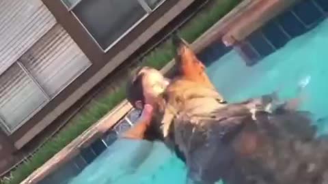 German Shepherd Saves Child