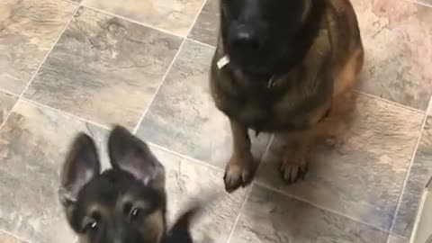 This dog teaching her puppy to sit is my favorite thing 😭