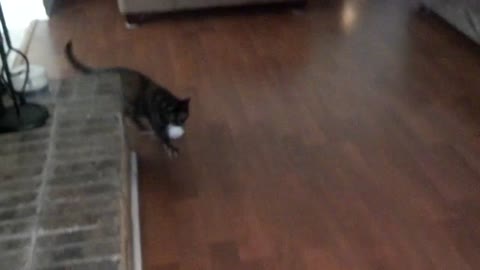 Cute cat playing fetch with a paper ball