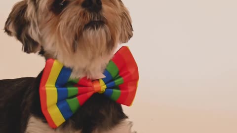 A Dog with a Rainbow Bow Tie is Observing the Surroundings