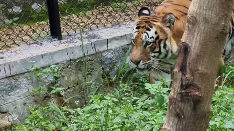 Bannergatta Royal Bengal Tiger