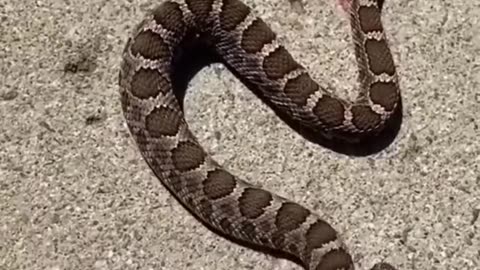 Watch as decapitated snake bites its own body