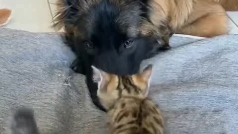 FUNNY CATS vs DOGS 🐱🐶 Best Friends or Enemies_ 🐾 New Funniest Animals Videos 2023 😂