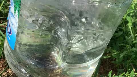 Catching a Ground Squirrel With a Jug of Water