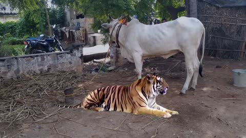 cow and tiger video Tiger Sleeps in front of cow animation