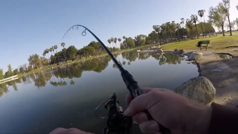 Mile Square Park What the Bass are eating!!!