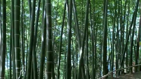 Bamboo forest walk