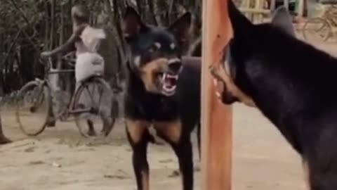 Funny Dog Barks at His Own Reflection in the Mirror