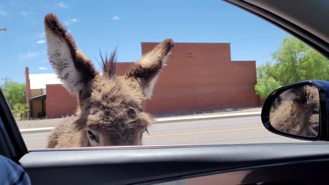 Donkeys - Beatty NV US 95 - 20230619 - 3