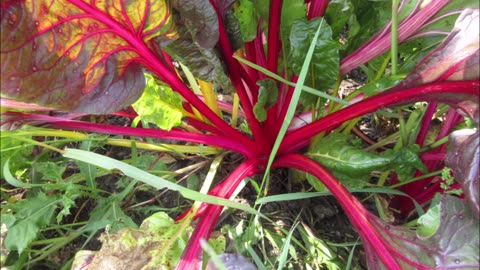 Helps Maintain Healthy Brain Swiss Chard Sept 2022