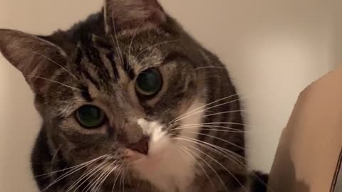 Cat Reacting to Sees Herself in Front Camera for the First Time