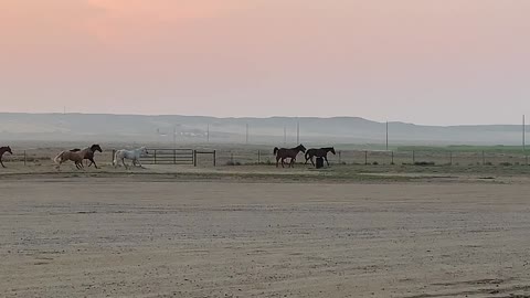 Horses at Dawn