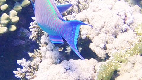 Parrotfish in the red sea