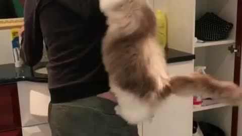 The way cats show love