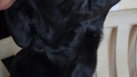 This Labrador Wants My Undivided Attention