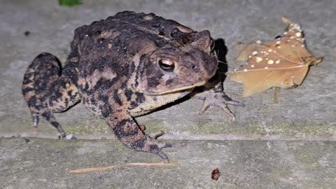 American Toad.