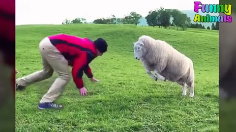 Hilarious animal attacking moments.