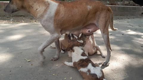 The dog is feeding her babies