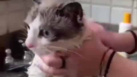 Cats Get Beauty Treatment!