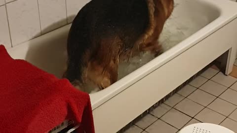 German Shepherd Plays in Bathtub