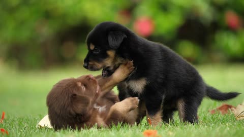 Cute Puppy Baby Dog Playing In The Green Park 2021