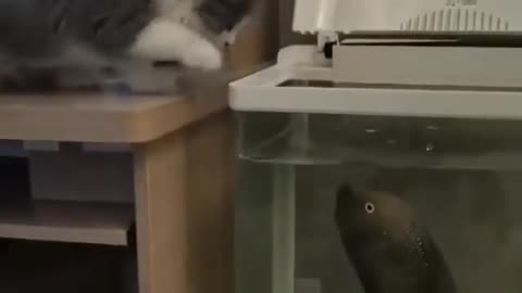 cat vs fish !