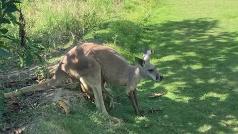 Small kangaroo double 叒 been naughty mother left out of the bag