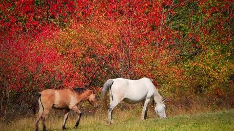 10 MINUTES of BEAUTIFUL FALL HORSES | BEST Relax Music, Meditation, Stress Relief, Calm | TVM