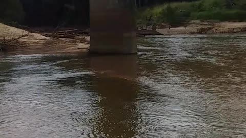 22.6.2024 The Barron River, Kuranda