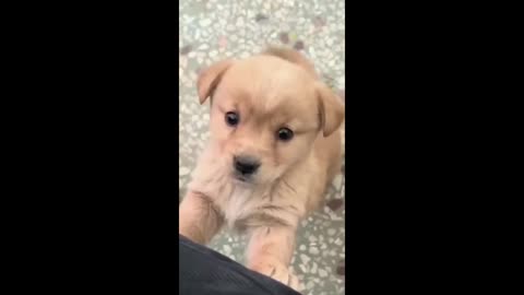 Cute puppy/ puppy barking/ dog barking/ #puppy dog sound/ viral/ trending/