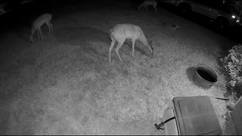 Whitetail deer in my Cypress (Houston) neighborhood - Cam2 - 8/18/23 pm