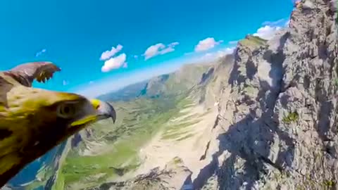 FLY WITH AN EAGLE