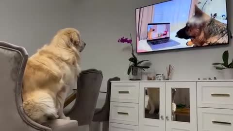 Confused Golden Retriever Recognized the German Shepherd Rocky on TV!