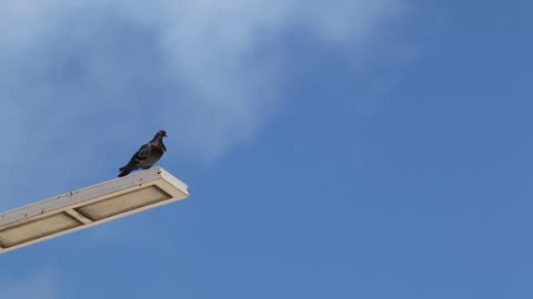 Pigeon Suicide #animals #funny #comedy