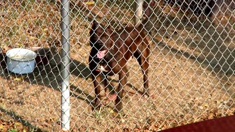 ANGRY DOG BARKING