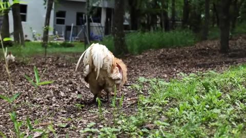 Backyard Rooster chicken Catch Clean