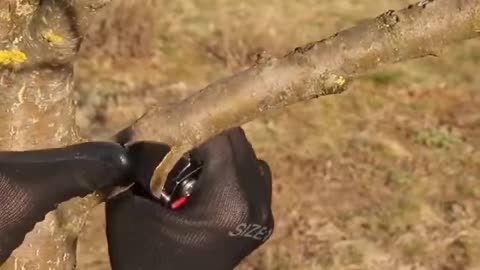 Best technique of planting a tree grafting