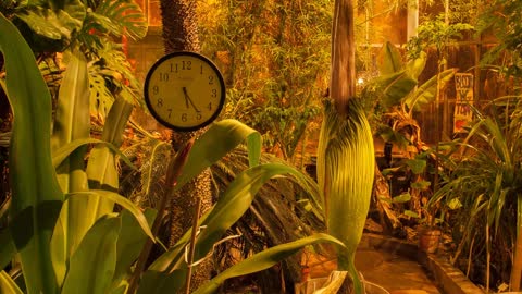 Time lapse | Blossoming corpse gorgeous flower