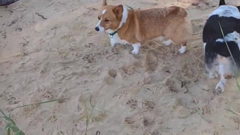 Corgi Roll Call