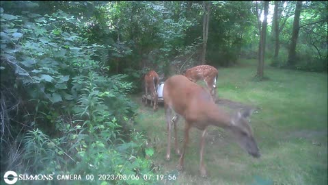 Backyard Trail Cams - Doe with Fawns