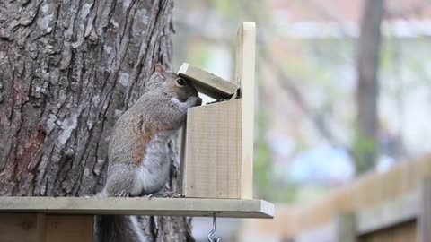 🐿️ Playful Squirrels' Nutty Picnic: Feasting, Frolicking, and Fun! 🌰🍽️