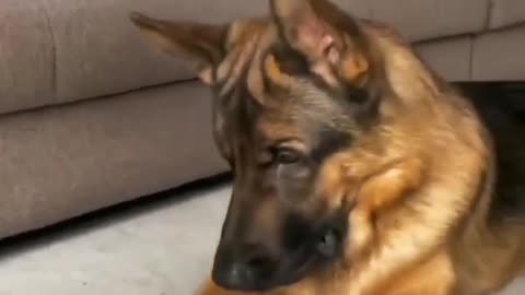 funny dog videos