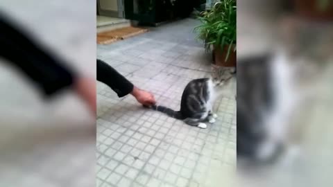 Funny cat 😽 vs Gun 🔫 - Funny Animals 😂 playing dead on finger shot Compilation __ Animal Gags