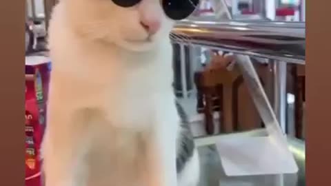 Smart cat