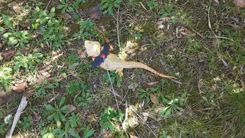 Bearded Dragon eating grass 鬃狮蜥 宠物蜥蜴 | Cute Animal/Pet/lizard