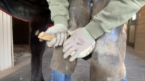 Full horse hoof restoration