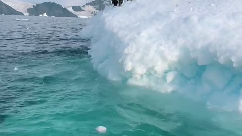 Penguins going for a morning swim ❤️