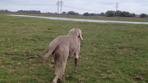 Weimaraner sneak attack