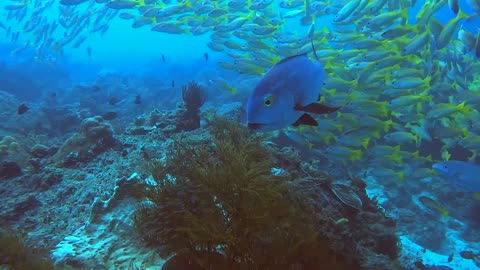 Marvellous Kri diving scene (Raja Ampat) captured with a gopro hero11 and red filter